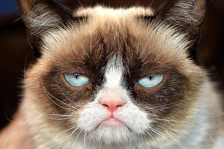 grumpy-cat-no-3.jpg