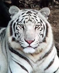 white tiger 4.jpg