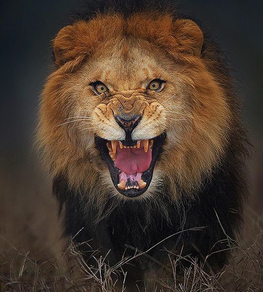 lion-attack-photo-portrait-wildlife-photography-atif-saeed-10.jpg