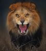 lion-attack-photo-portrait-wildlife-photography-atif-saeed-10.jpg