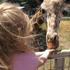 Let's feed a Giraffe !