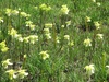 pitcherplant.jpg