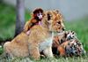Monkey lion & tiger.jpg
