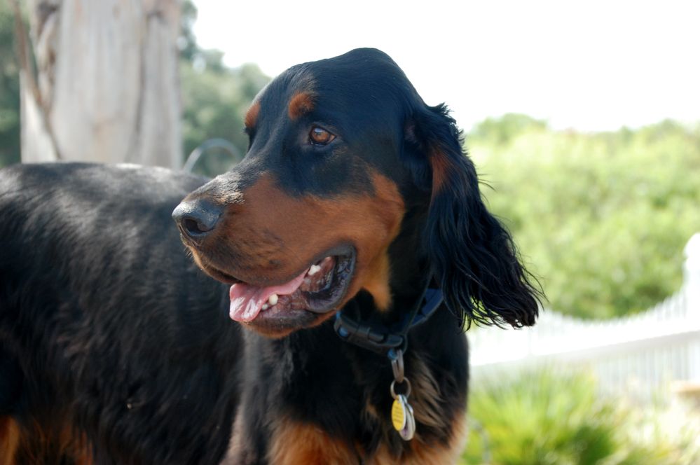 Such beautiful dogs, hard to believe they are at risk of disappearing in the UK.  This is the Gordon Setter we cared for in Florida.  Loving.  Affectionate.  Tons of personality.