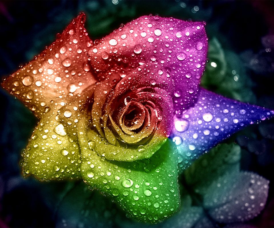 Rainbow Rose 4_151.jpg