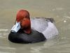 wikipedia's male Redhead duck photo