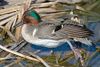 wiki's male Green-winged Teal photo