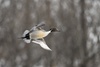 wikis male northern pintail photo