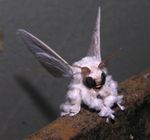 Venezuelan Poodle Moth.jpg