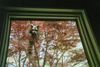Mommy Raccoon, 2012 - Looking in Office Window - 2.JPG