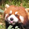 head red panda.jpg