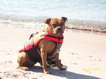 Buster on Beach 2010 003.jpg