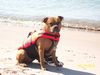 Buster on Beach 2010 003.jpg