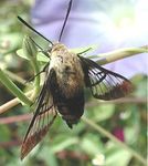 Hemaris - Sphinx Moth.jpg