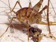 camel cricket.jpg