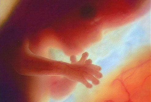 phototake_photo_of_12_week_fetus.jpg