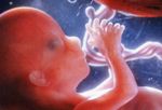 PRinc_photo_of_fetus_at_16_weeks.jpg