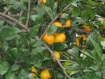 oranges.jpg