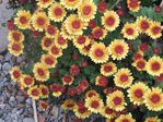 yellowmum.jpg
