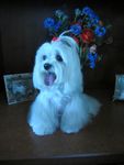 08-2014 - charlie birthday 04.JPG