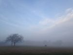 fog 1.jpg