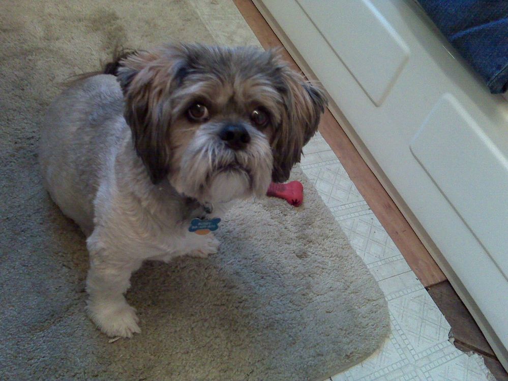 I miss my Buddy 1999 - 2013