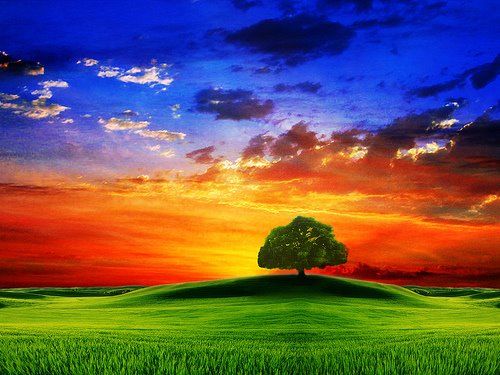 One Tree Meadow.jpg