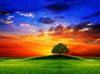 One Tree Meadow.jpg