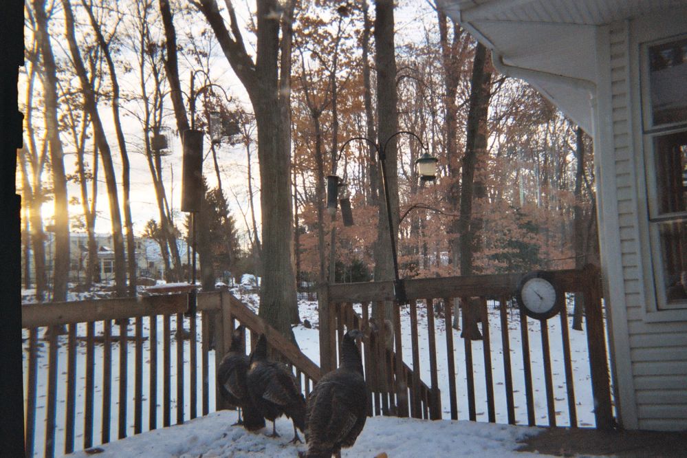 3 Turkeys 2.jpg