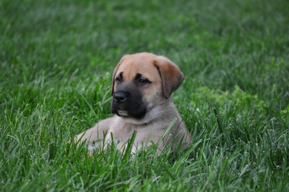 puppy 153.jpg