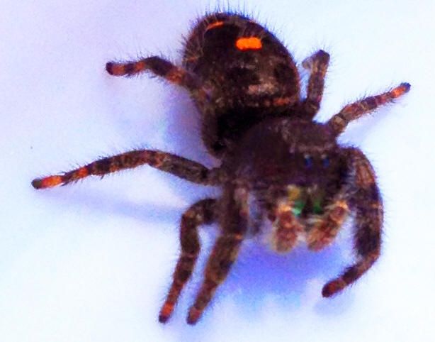 Daring jumping spider
