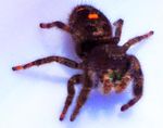 Daring jumping spider