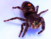 Daring jumping spider