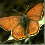 Flutterby.jpg