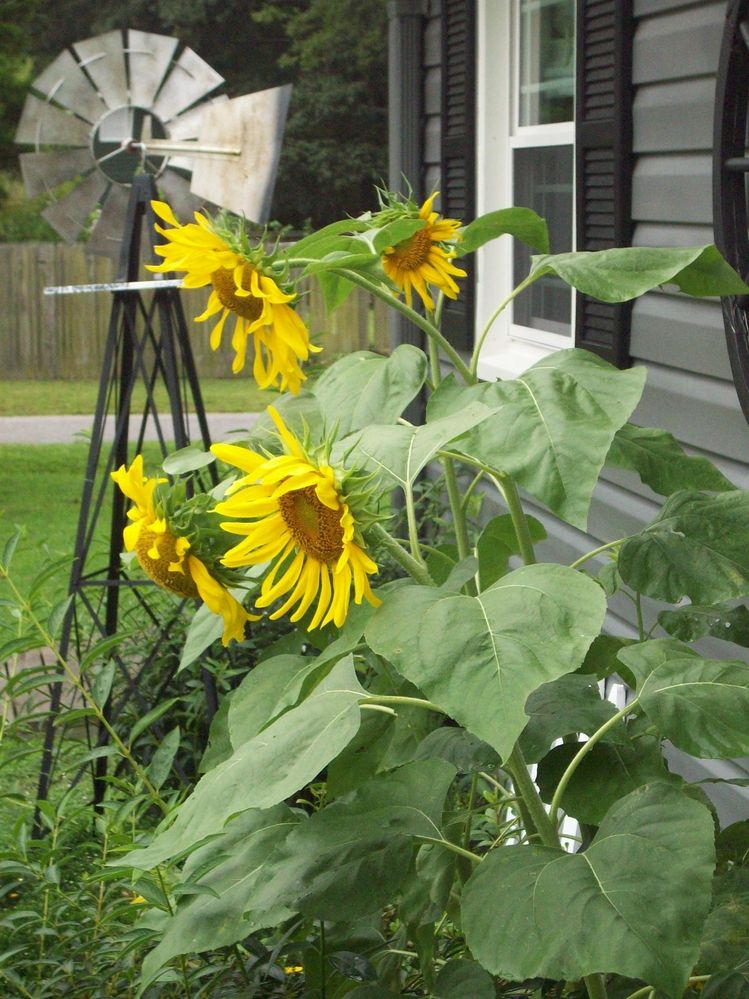 sunflowers 2012.JPG