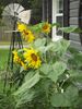 sunflowers 2012.JPG