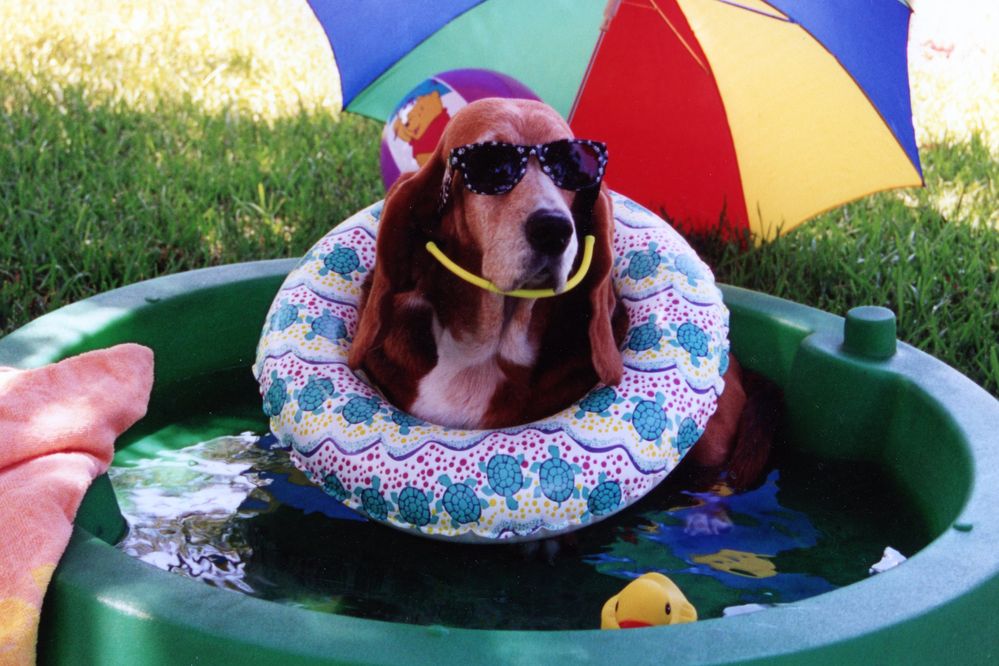 Molly enjoying a "staycation"