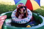 Molly enjoying a "staycation"