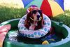 Molly enjoying a "staycation"