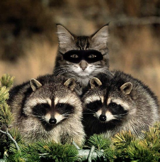 Bandits and Friend.jpg