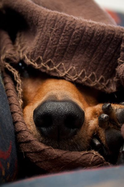 nose.jpg