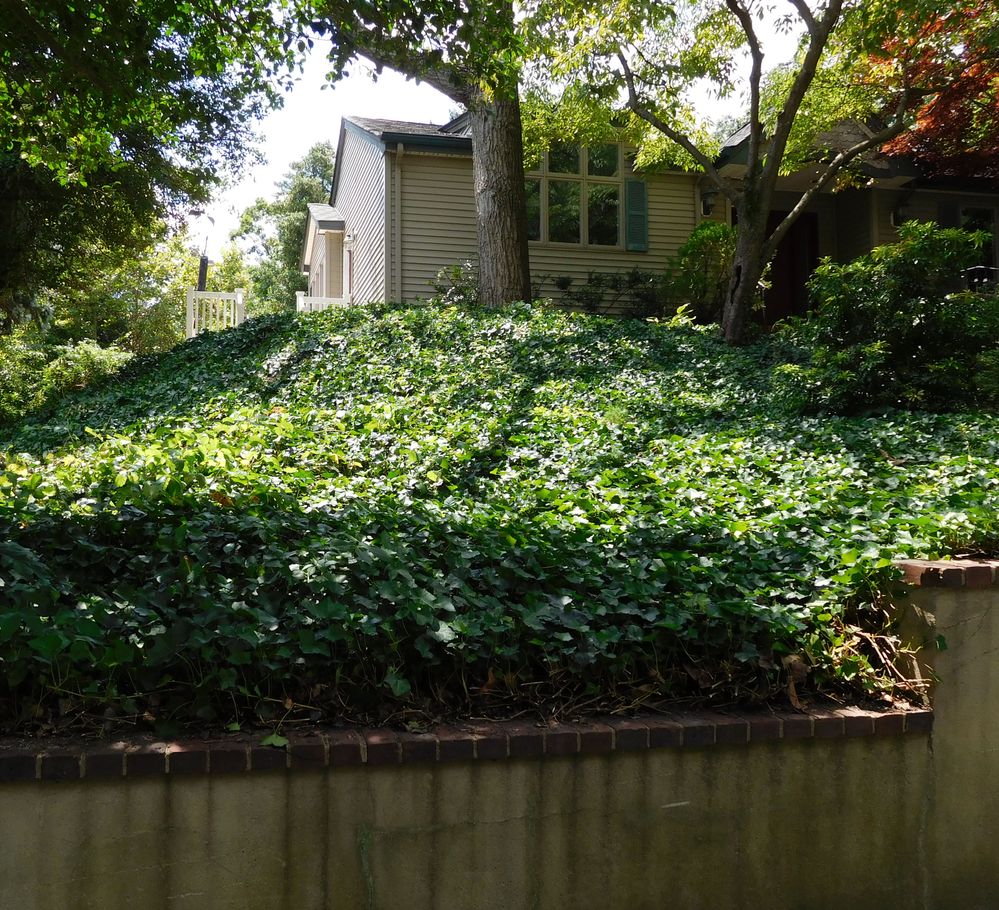 Front Hill - 2015 Cropped.jpg