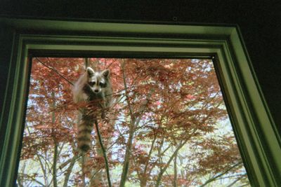 Mommy Raccoon, 2012 - Looking in Office Window - 2.JPG