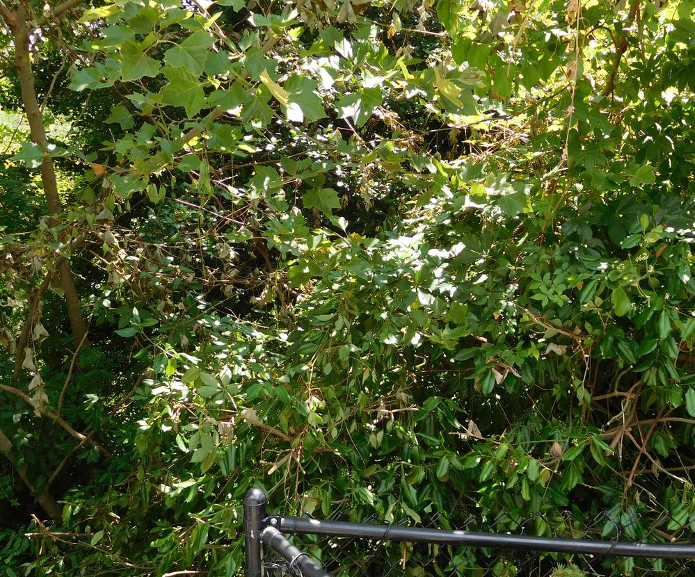 15-08-01 - Back Corner Jungle - Cropped.jpg