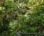 15-08-01 - Back Corner Jungle - Cropped.jpg