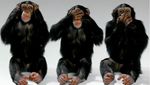 3monkeys.jpg