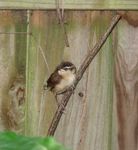 Wren2.jpg