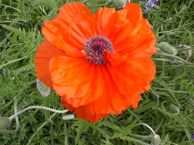 2011-05-28 Poppies1.JPG