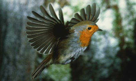 Robin-redbreast-flying-003.jpg