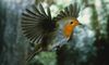 Robin-redbreast-flying-003.jpg